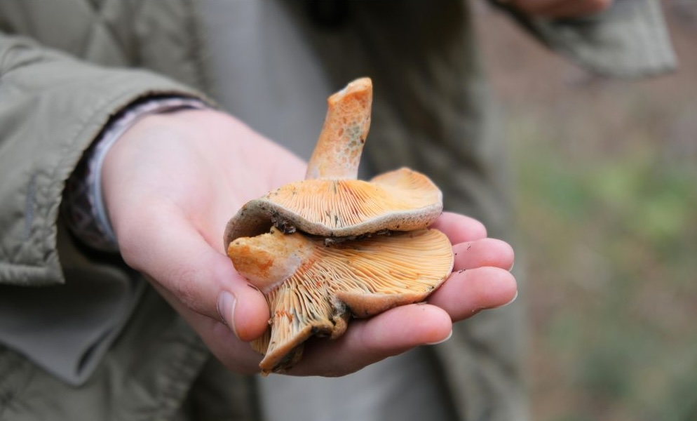 Raccogliere funghi in Sicilia: se non rispetti queste regole rischi fino a 2.500 euro di multa 2 Raccogliere funghi in Sicilia: se non rispetti queste regole rischi fino a 2.500 euro di multa - Be Sicily Mag - funghi