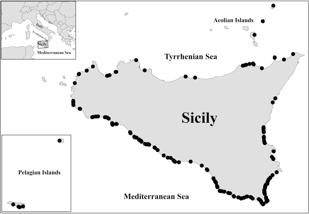 Tartarughe marine da record: in Sicilia spiagge sempre più “calde” per la Caretta caretta - Be Sicily Mag - image 1