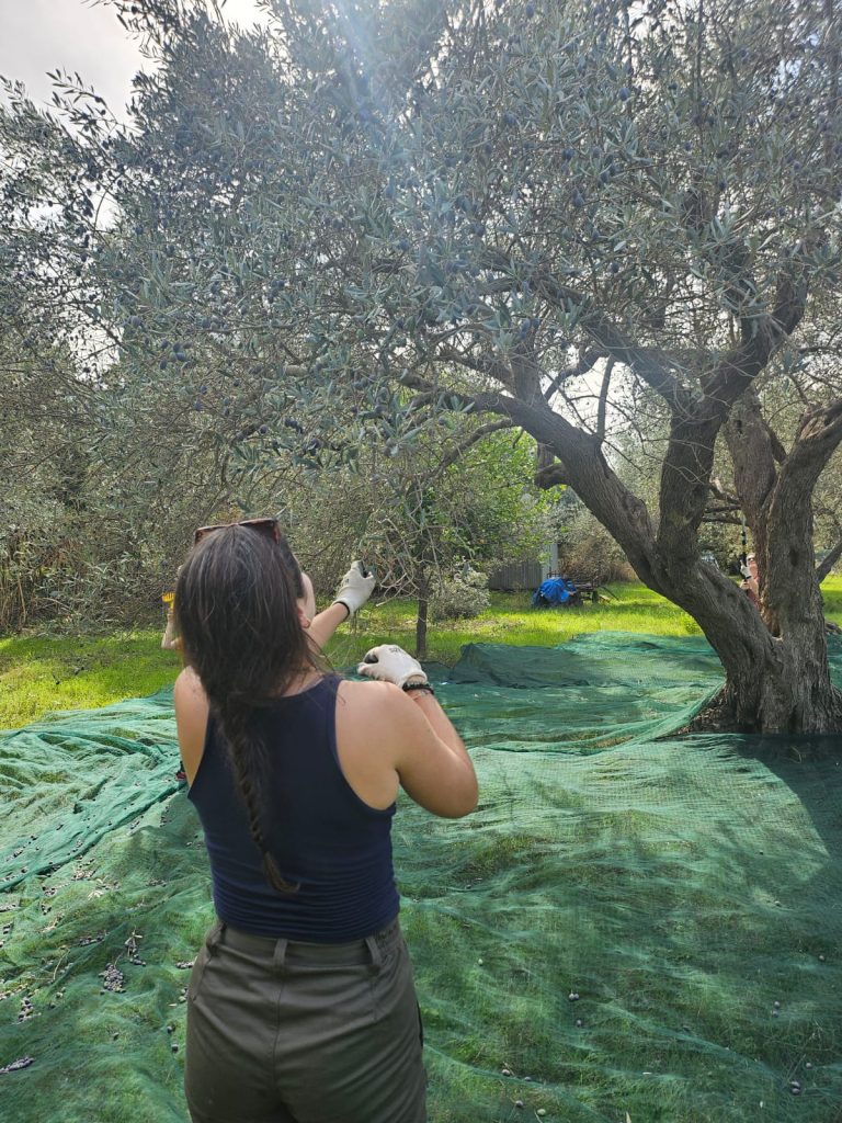 Manca la manodopera, arrivano volontarie da tutto il mondo per la raccolta delle olive 4 Manca la manodopera, arrivano volontarie da tutto il mondo per la raccolta delle olive - Be Sicily Mag - raccolta olive 3