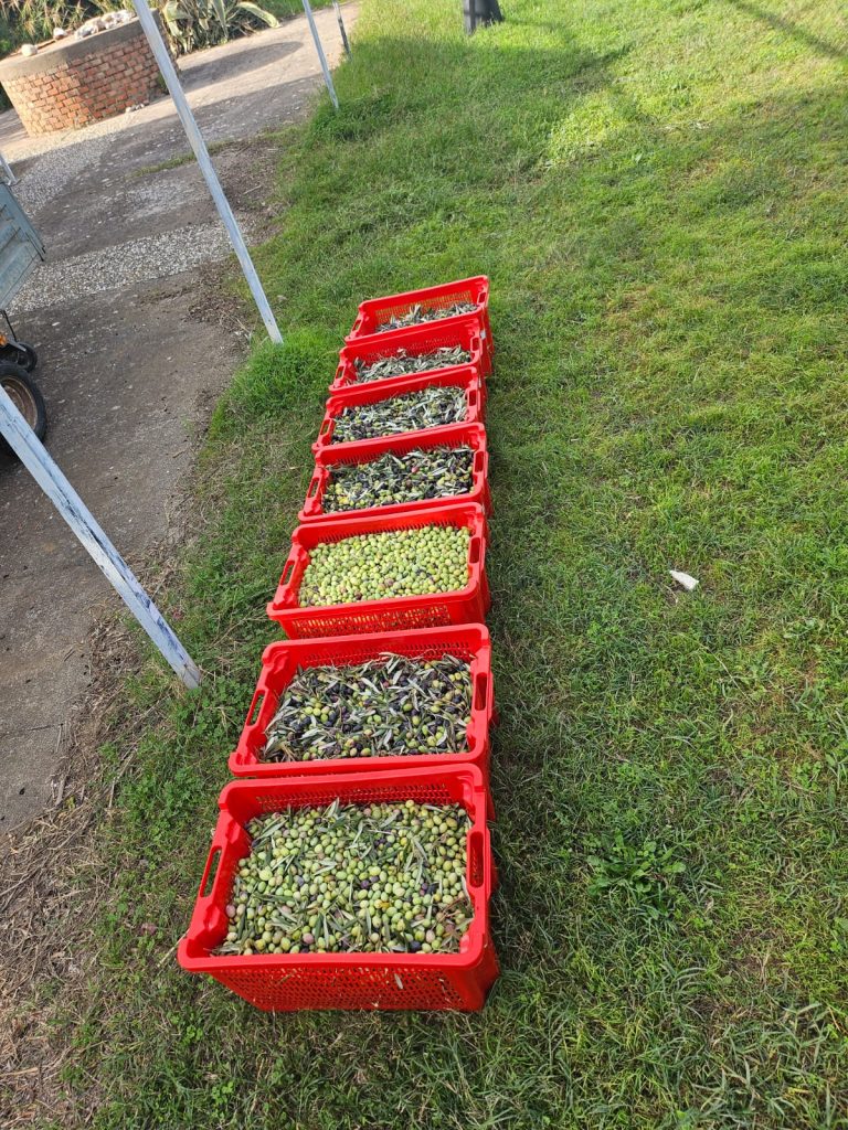 Manca la manodopera, arrivano volontarie da tutto il mondo per la raccolta delle olive 5 Manca la manodopera, arrivano volontarie da tutto il mondo per la raccolta delle olive - Be Sicily Mag - raccolta olive 4