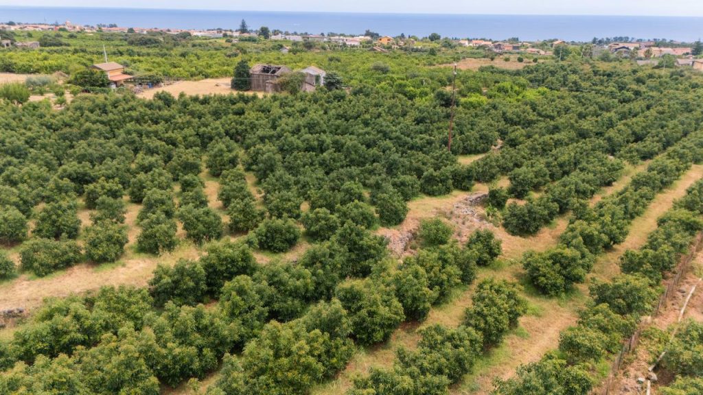 Il clima che cambia porta la Sicilia verso l’agricoltura tropicale: il caso dell'avocado - Be Sicily Mag - campagna