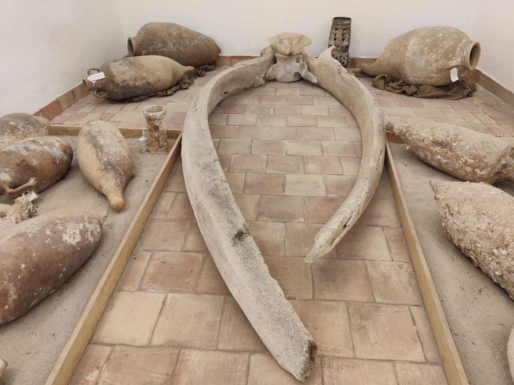Mazara del Vallo nella Rete dei Musei Civici ANCI Sicilia: tra Consagra, anfore e un borgo che si reinventa 26 Mazara del Vallo nella Rete dei Musei Civici ANCI Sicilia: tra Consagra, anfore e un borgo che si reinventa - Be Sicily Mag - costola di balena mazara