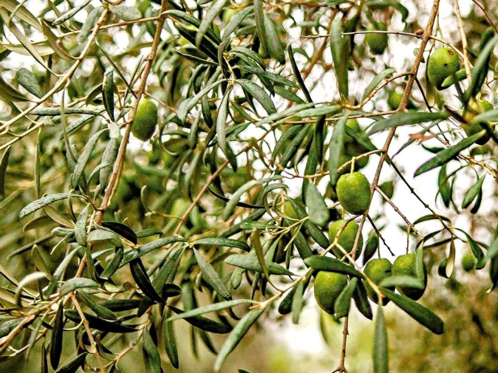 Dalla Sicilia due nuovi Presìdi Slow Food che raccontano la cultura mediterranea - Be Sicily Mag - oliva