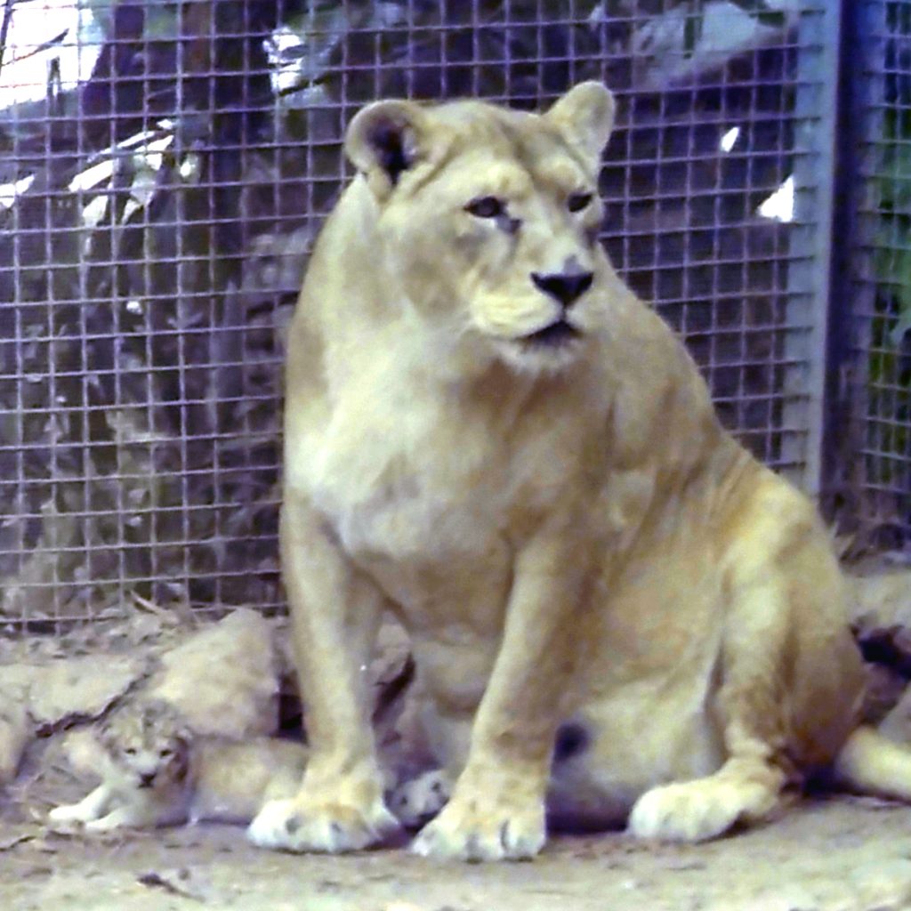 C'era una volta... il leone Ciccio 5 C'era una volta... il leone Ciccio - Be Sicily Mag - I leoncini del leone Ciccio 1