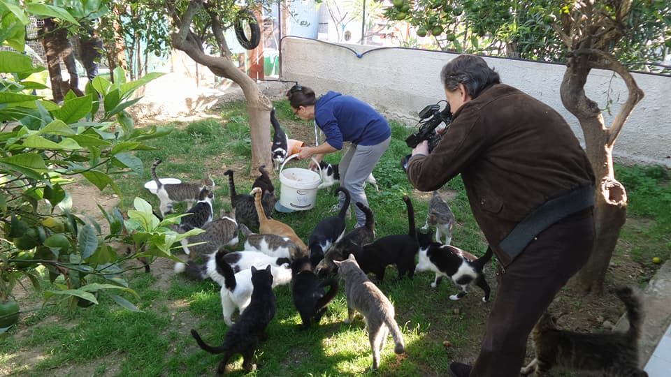 Il rifugio che resiste: il gattile EDIGA continua il sogno di Pola Narzisi - Be Sicily Mag - gattile