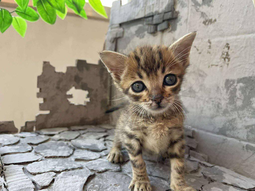Il rifugio che resiste: il gattile EDIGA continua il sogno di Pola Narzisi - Be Sicily Mag - gattino