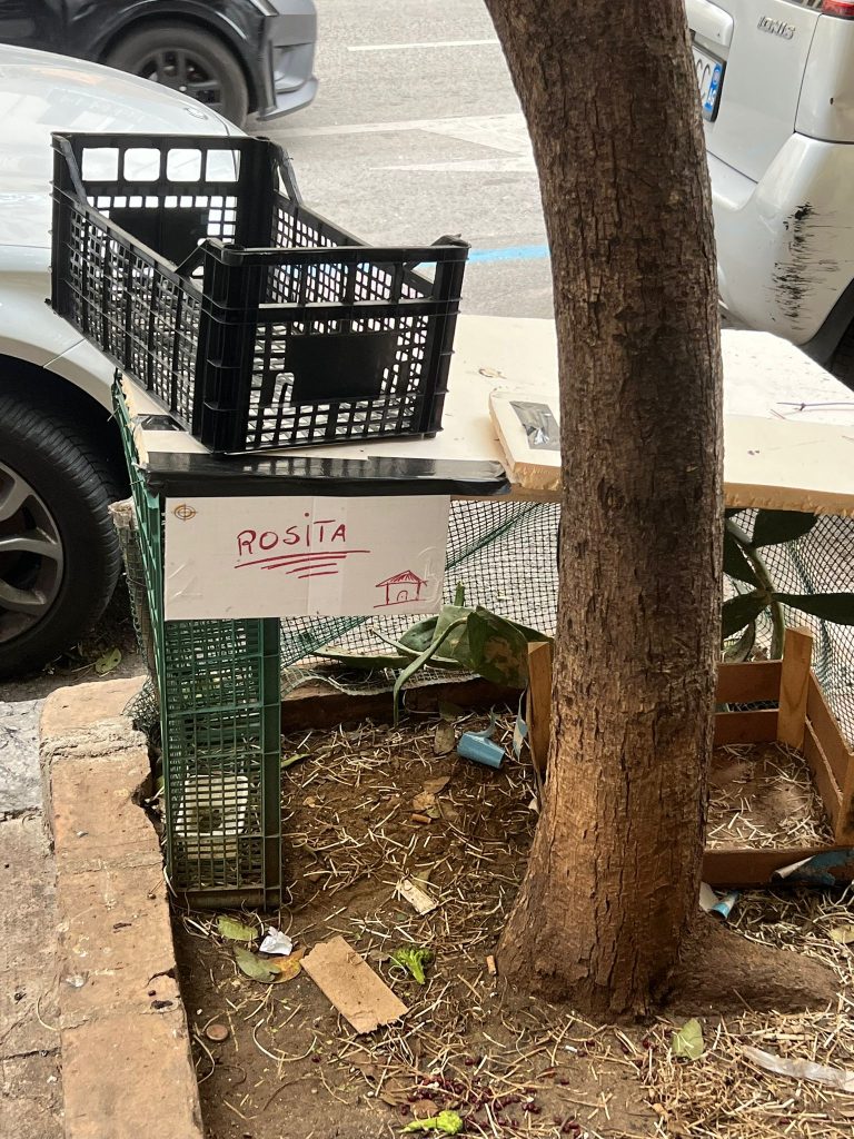 La nuova vita della gallina Rosita: dalle strade di Palermo alla campagna felice 8 La nuova vita della gallina Rosita: dalle strade di Palermo alla campagna felice - Be Sicily Mag - la casetta di rosita.JPG