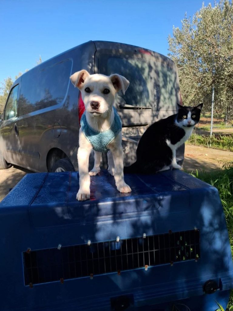 I “Randagi di Niscemi”, tra la frana e la speranza: “Viviamo nell’incertezza, ma non lasciamoli soli” 7 Gli animali de "I Randagi di Niscemi"
