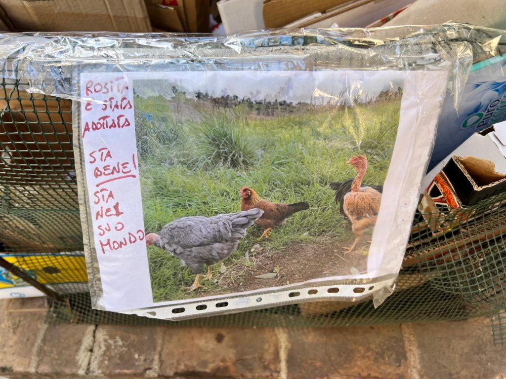 La nuova vita della gallina Rosita: dalle strade di Palermo alla campagna felice 9 La nuova vita della gallina Rosita: dalle strade di Palermo alla campagna felice - Be Sicily Mag - rosita adottata.JPG
