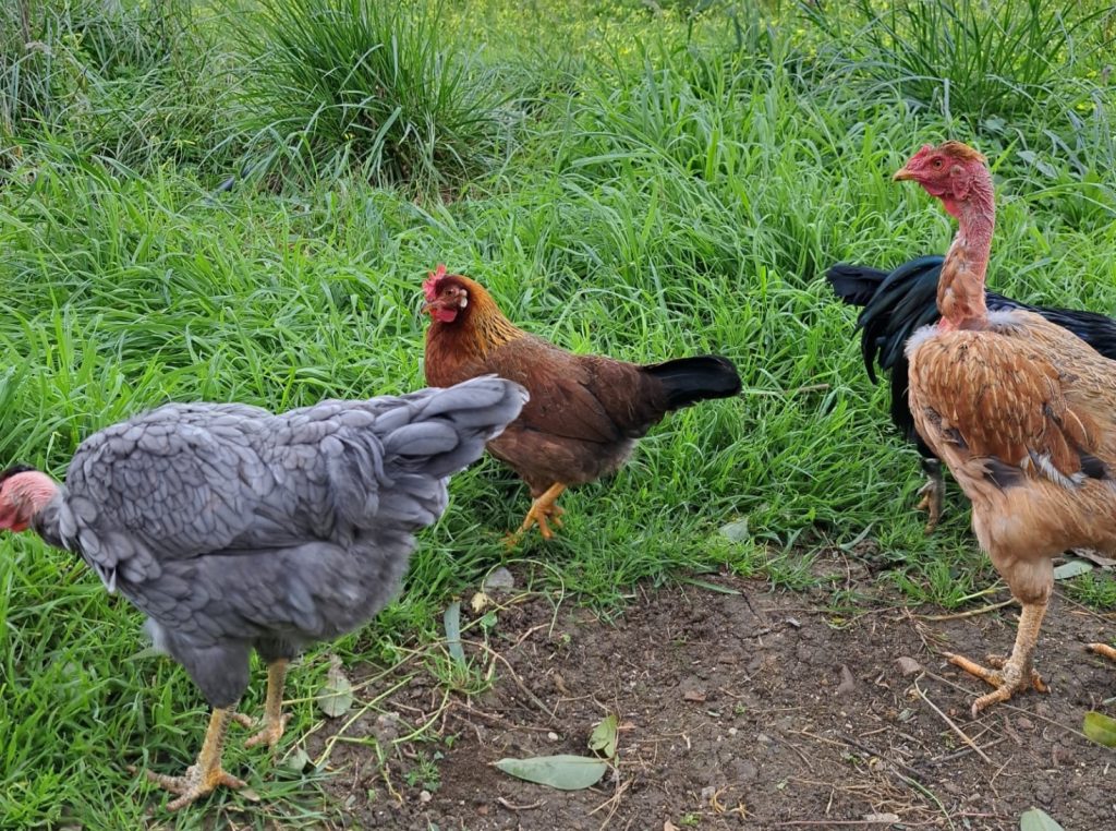 La nuova vita della gallina Rosita: dalle strade di Palermo alla campagna felice 6 La nuova vita della gallina Rosita: dalle strade di Palermo alla campagna felice - Be Sicily Mag - rosita gallina