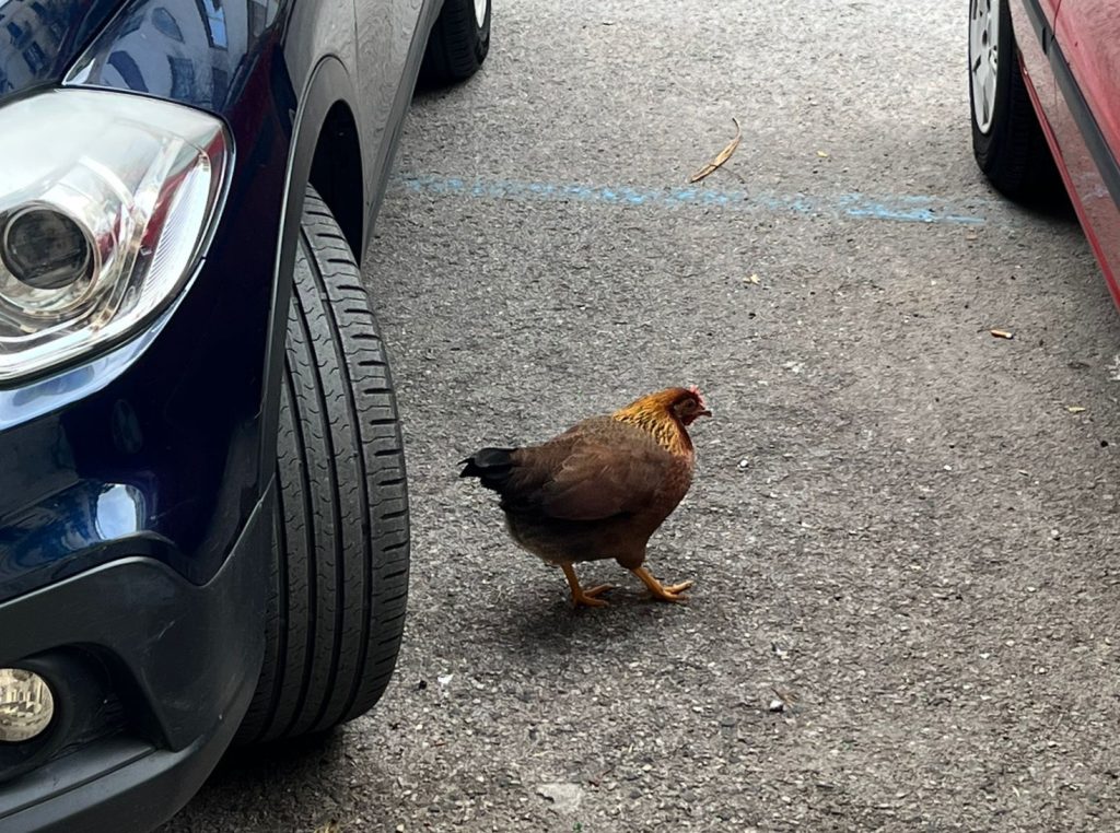 La nuova vita della gallina Rosita: dalle strade di Palermo alla campagna felice 7 La nuova vita della gallina Rosita: dalle strade di Palermo alla campagna felice - Be Sicily Mag - rosita via marconi