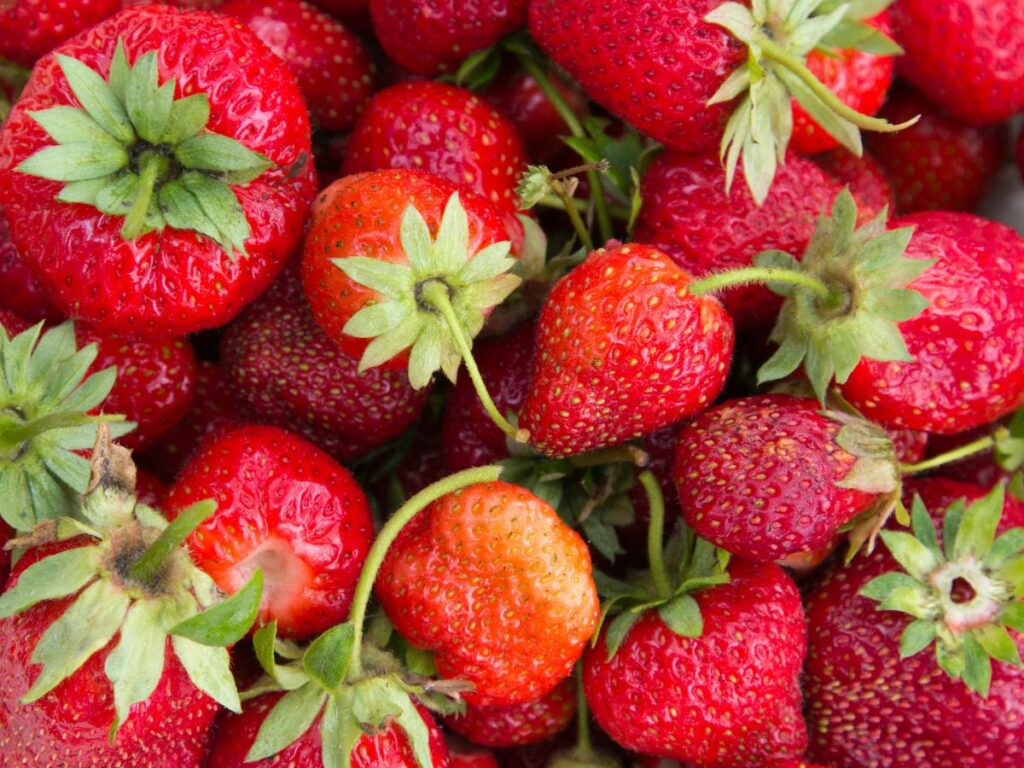 Fragole di Maletto dell’Etna: il tesoro rosso di Sicilia tra gusto, tradizione e turismo enogastronomico 3 fragole di Maletto