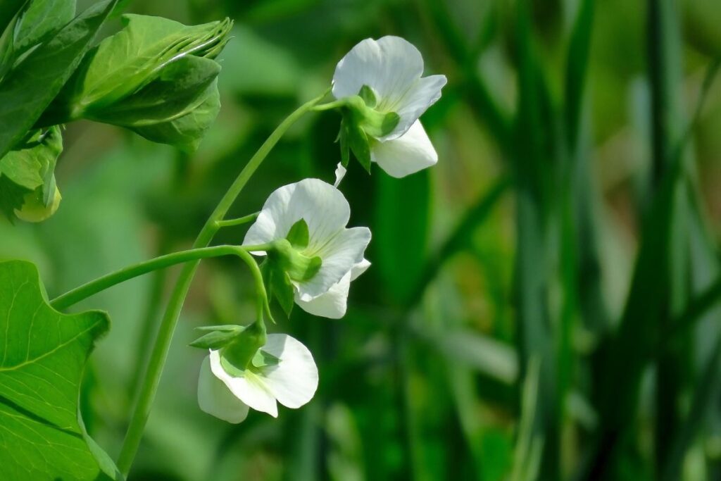 Fiore del pisello fiorita