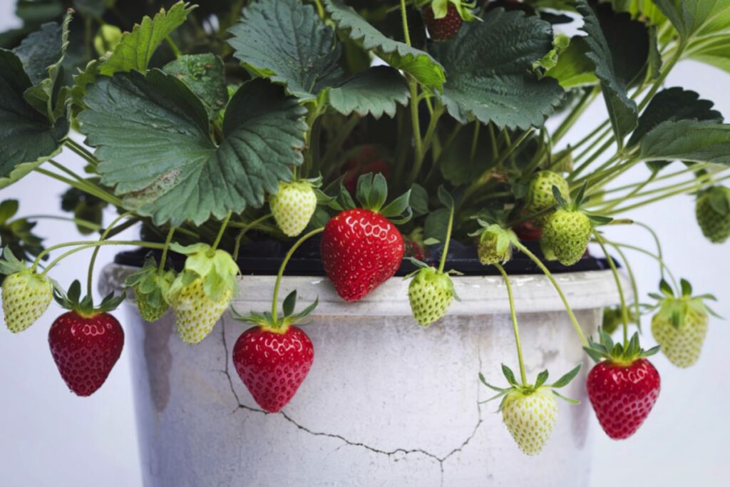 Come trapiantare le fragole in vaso sul balcone (inizio primavera) 3 Come trapiantare le fragole in vaso sul balcone (inizio primavera) - Be Sicily Mag - 3 3