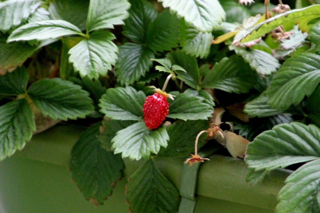 Come trapiantare le fragole in vaso sul balcone (inizio primavera) 4 Come trapiantare le fragole in vaso sul balcone (inizio primavera) - Be Sicily Mag - 4 1
