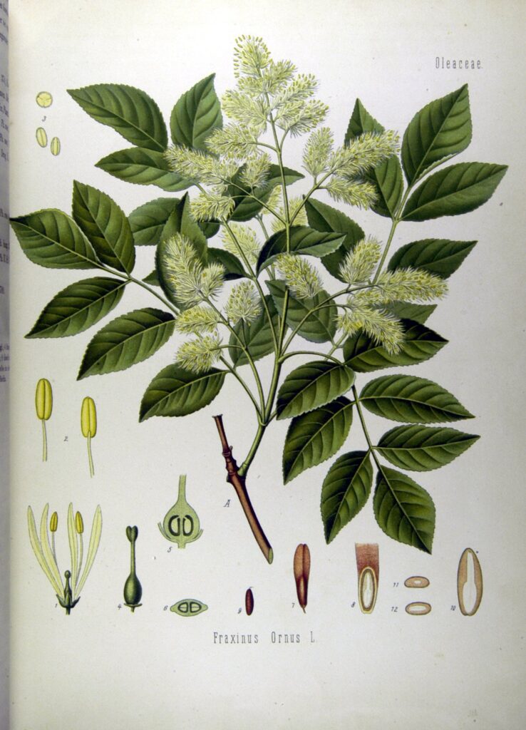 Manna delle Madonie, il tesoro bianco di Sicilia che resiste al clima che cambia 4 Manna delle Madonie, il tesoro bianco di Sicilia che resiste al clima che cambia - Be Sicily Mag - Fraxinus ornus koeh062