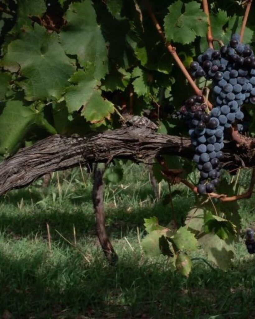 Vinitaly 2026, Sicilia in prima linea con 164 cantine tra biologico e innovazione - Be Sicily Mag - IRVO Vinitaly2026 1 1