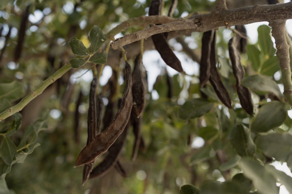 Carrubo, il gigante degli Iblei che unisce paesaggio, economia e biodiversità - Be Sicily Mag - carob plant with beans latin name ceratonia sil 2026 01 09 11 19 48 utc dimensioni grandi
