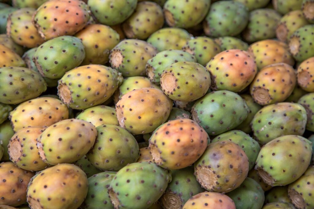 Ficodindia, la pianta-clima che dalla Sicilia parla al design sostenibile 2 Ficodindia, la pianta-clima che dalla Sicilia parla al design sostenibile - Be Sicily Mag - prickly pears 2026 01 08 06 05 35 utc dimensioni grandi