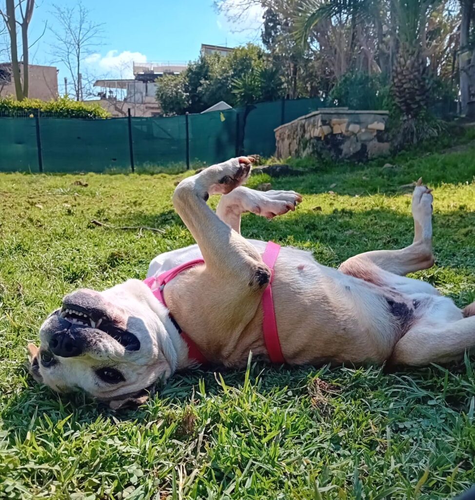 Giada e i cani invisibili della Favorita: quando una seconda possibilità cambia tutto - Be Sicily Mag - 12dbc030 0506 447f ae1b 65a50f6a6125