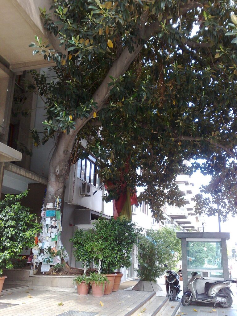 Giovanni Falcone, il giudice che sfidò Cosa Nostra - Be Sicily Mag - Giovanni Falcone memorial tree