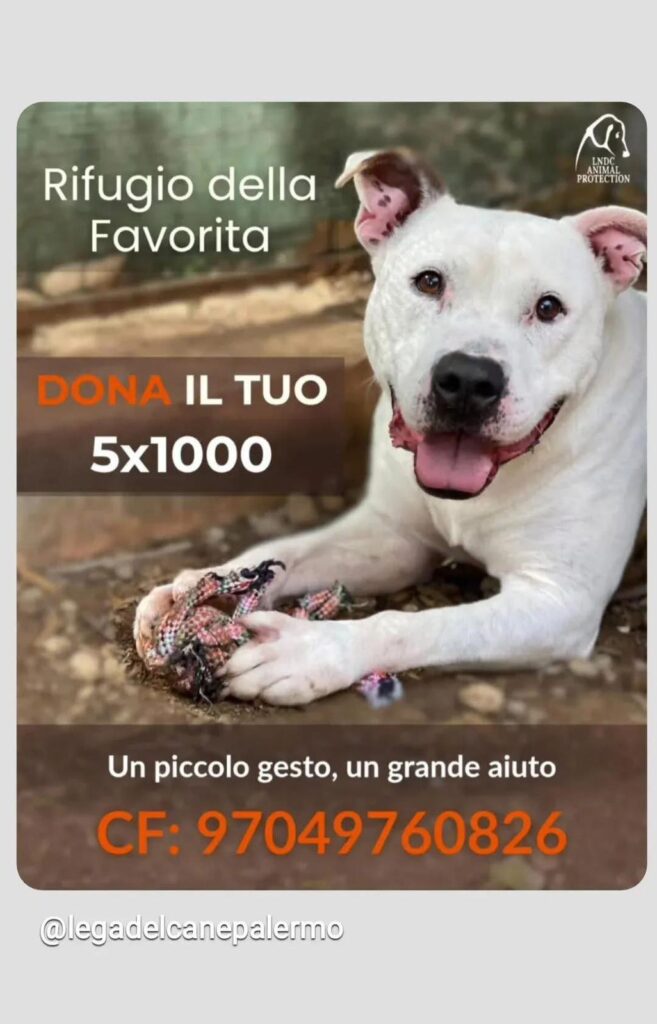 Giada e i cani invisibili della Favorita: quando una seconda possibilità cambia tutto - Be Sicily Mag - be4c2299 ea9c 4664 92da afca5f001357