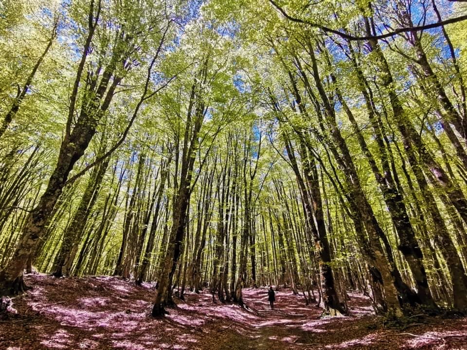 Monti Nebrodi, il cuore segreto della Sicilia: canyon, boschi e borghi per la sfida al turismo lento - Be Sicily Mag - Bosco di Mangalaviti ph Barbara Cangemi Ass Stretta di Longi