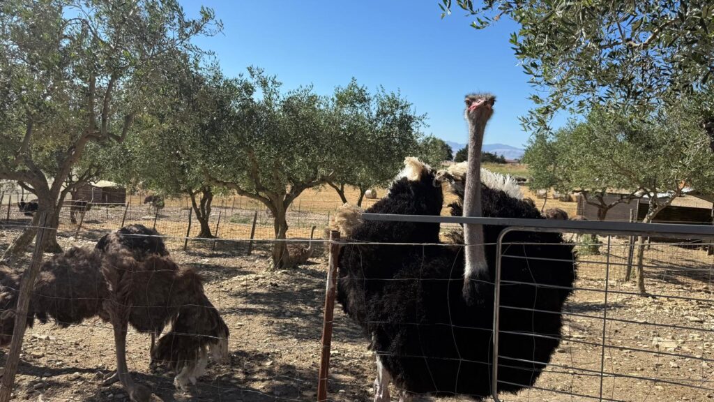 La rigenerazione di Bisacquino parte dal Festival delle eccellenze 7 La rigenerazione di Bisacquino parte dal Festival delle eccellenze - Be Sicily Mag - Lallevamento di struzzi