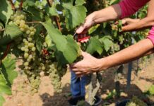 La Sicilia può trasformare ottobre nel nuovo agosto? La vendemmia allunga la stagione del turismo